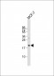 NRAS Antibody (C-term)